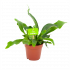 platycerium bifurcatum-hertshoornvaren-groene kamerplanten-potmaat 17cm-hoogte 35cm-biezen-label