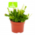 rhipsalis mesembryanthemum-koraalcactus-groene kamerplanten-potmaat 11cm-hoogte 15cm-biezen-label