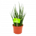 sansevieria fernwoord mikado-vrouwentong-groene kamerplanten-potmaat 10cm-hoogte 30cm-biezen-label