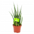 sansevieria fernwoord mikado-vrouwentong-groene kamerplanten-potmaat 12cm-hoogte 40cm-biezen-label