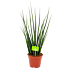 sansevieria fernwoord mikado-vrouwentong-groene kamerplanten-potmaat 14cm-hoogte 55cm-biezen-label