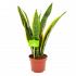 sansevieria laurentii-vrouwentong-groene kamerplanten-potmaat 12cm-hoogte 40cm-biezen-label