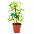 Schefflera Arboricola Charlotte - Vingerboom - p13 h40 - Groene kamerplanten - biezen voor