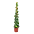 Scindapsus Pictus Trebie op mosstok - Epipremnum - p27 h160 - Kamerplant - Groene kamerplanten - biezen voor