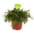 Sedum Tornado - p15 h25 - Kamerplant - Cactussen en vetplanten, Hangende kamerplanten - biezen voor