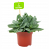 senecio cephalophorus-cactussen-vetplanten-potmaat 11cm-hoogte 15cm-biezen-label