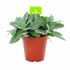 senecio cephalophorus-cactussen-vetplanten-potmaat 15cm-hoogte 25cm-biezen-label