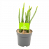 Senecio Stapeliaeformis - p11 h15 - Cactussen en vetplanten - biezen voor