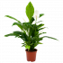 spathiphyllum wallisii-lepelplant-bloeiende kamerplanten-potmaat 17cm-hoogte 70cm-bloemkleur wit-biezen-label