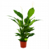 spathiphyllum wallisii-lepelplant-bloeiende kamerplanten-potmaat 24cm-hoogte 120cm-bloemkleur wit-biezen-label