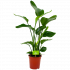 strelitzia nicolai-paradijsvogelpant-groene kamerplanten-potmaat 19cm-hoogte 80cm-biezen-label