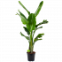 strelitzia nicolai-paradijsvogelpant-groene kamerplanten-potmaat 27cm-hoogte 180cm-biezen-label