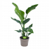 Strelitzia Nicolai - Paradijsvogelplant - p17 h60 - Groene kamerplanten - biezen voor