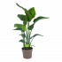 Strelitzia Nicolai - Paradijsvogelplant - p21 h90 - Groene kamerplanten - biezen voor