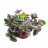 Tradescantia Nanoek - Vaderplant - p15 h15 - Cactussen en vetplanten - biezen voor