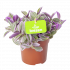 Tradescantia Sweetness - p10,5 h15 - Cactussen en vetplanten - biezen voor