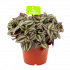 Tradescantia Zebrina - Vaderplant - p15 h15 - Cactussen en vetplanten - biezen voor