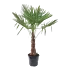 Tuinpalm Trachycarpus Fortunei  - Palmboom - p35 h130/160 - Biezen - biezen