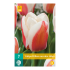 Tulipa Willem van den Akker - 7st - Bloembollen - JUB Holland