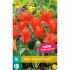 Tulp Oriental Beauty - 10st - Bloembollen - JUB Holland