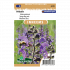Veldsalie - Salvia pratensis - Sluis Garden - Zaden
