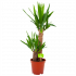 yucca-palmlelie-groene kamerplanten-potmaat 17cm-hoogte 70cm-biezen-label