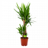yucca-palmlelie-groene kamerplanten-potmaat 19cm-hoogte 90cm-biezen-label