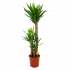 yucca-palmlelie-groene kamerplanten-potmaat 24cm-hoogte 120cm-biezen-label