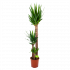 yucca-palmlelie-groene kamerplanten-potmaat 24cm-hoogte 165cm-biezen-label