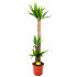 Yucca - Palmlelie - p27 h170 - Groene kamerplanten - biezen voor