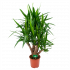 Yucca - Vertakt - Palmlelie - p24 h100 - Groene kamerplanten - biezen voor