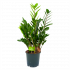 Zamioculcas zamiifolia - Emerald palm - p14 h40 - Groene kamerplanten - biezen voor