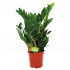 Zamioculcas zamiifolia - Emerald palm - p17 h60 - Groene kamerplanten - biezen voor