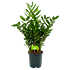 zamioculcas zamiifolia-emerald palm-groene kamerplanten-potmaat 24cm-hoogte 90cm-biezen-label