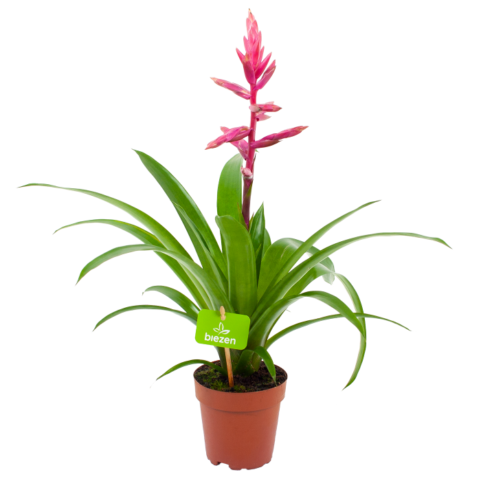 Bromelia Guzmania Claire p12 h55 - met bloem Biezen