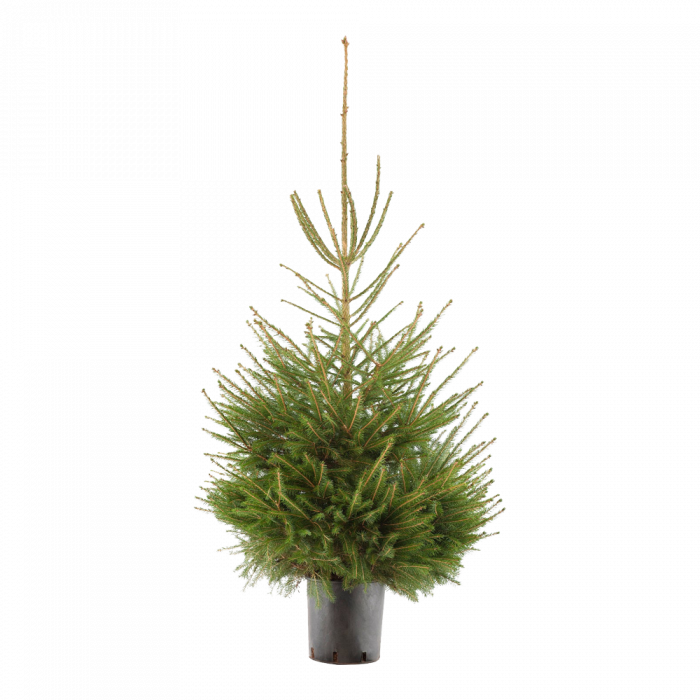 satire Uitstekend Assimilatie Picea Abies kerstboom in pot - 100-125cm