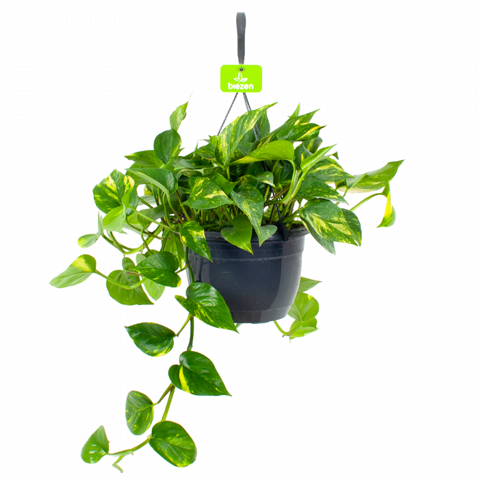 lelijk martelen belasting Scindapsus Pinnatum Aureum p17 h35 | Hangende kamerplant kopen | Biezen