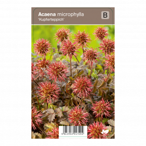 Acaena microphylla ‘Kupferteppich’ - Stekelnootje - p9 - rood
