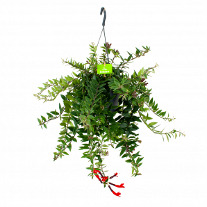 Aeschynanthus Caroline - Lipstickplant - in Hangpot - p17 h40 - Hangende kamerplanten - biezen voor