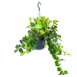 Aeschynanthus Monalisa - Lipstickplant - in Hangpot - potmaat 15 cm - Hangende kamerplanten - biezen label