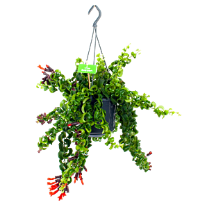 aeschynanthus rasta-lipstickplant-in hangpot-hangende kamerplanten-potmaat 15cm-biezen-label