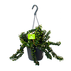 Aeschynanthus Swing - Lipstickplant - in Hangpot - p17 h30 - Hangende kamerplanten - biezen voor