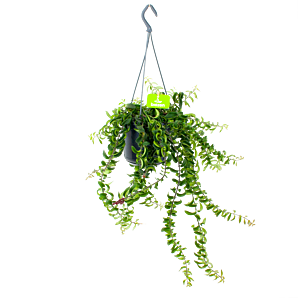 Aeschynanthus Twister - Lipstickplant - in Hangpot - p15 - Hangende kamerplanten - biezen label