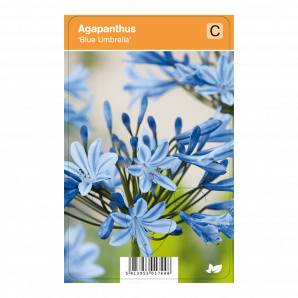 Agapanthus ‘Blue Umbrella’ - Afrikaanse lelie - p9 - blauw