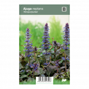 Ajuga reptans ‘Atropurpurea’ - Zenegroen - p9 - paars
