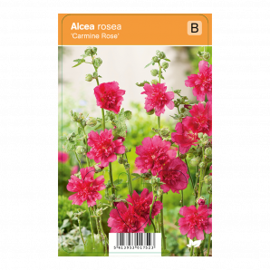 Alcea rosea 'Carmine Rose' - Stokroos - p9 - roze