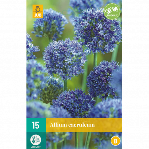 Allium caeruleum - 15st - Bloembollen - JUB Holland