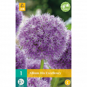Allium His Excellency - 1st - Bloembollen - JUB Holland