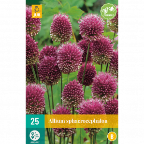 Allium sphaerocephalon - 25st - Bloembollen - JUB Holland