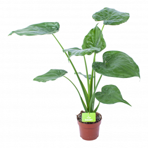 Alocasia Cucullata - Olifantsoor - p17 h60 - Groene kamerplanten - biezen voor